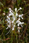 White fringed orchid